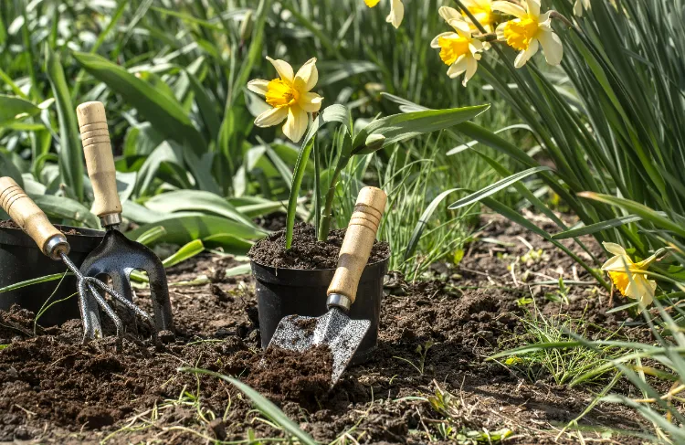 planter des narcisses en pleine terre