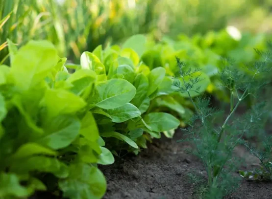 planter les salades avec la lune 2025 au jardin