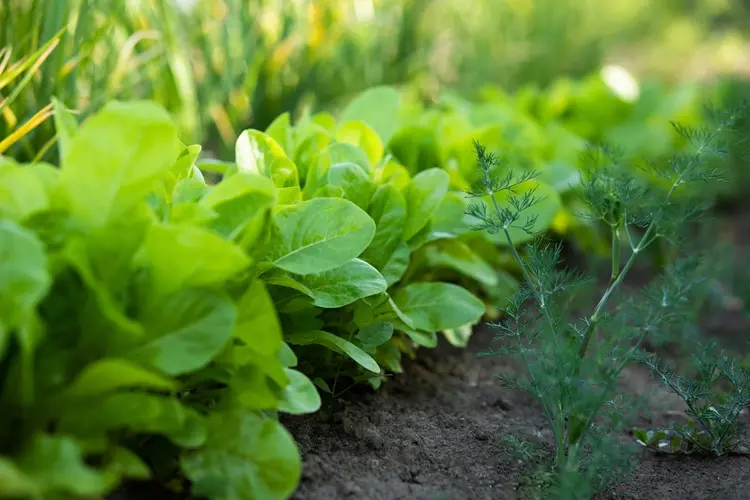 planter les salades avec la lune 2025 au jardin