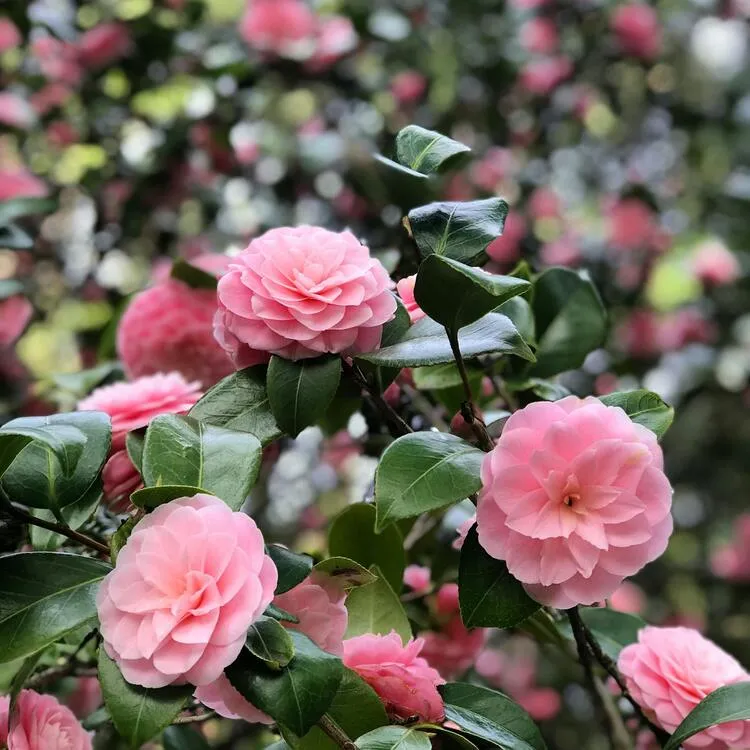 planter un camélia au jardin, arbuste à fleurs roses