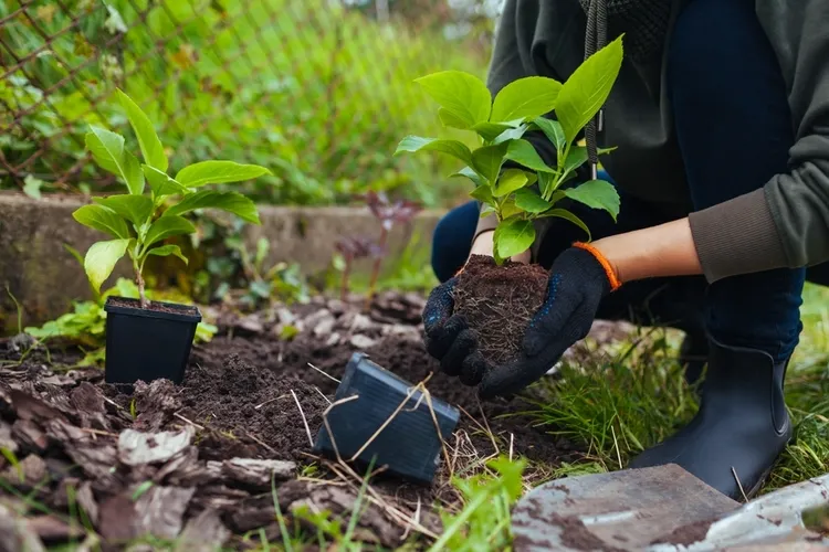 planter un hortensia grimpant au jardin