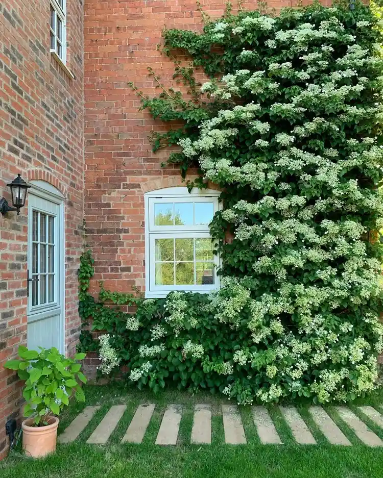 planter un hortensia grimpant en pleine terre