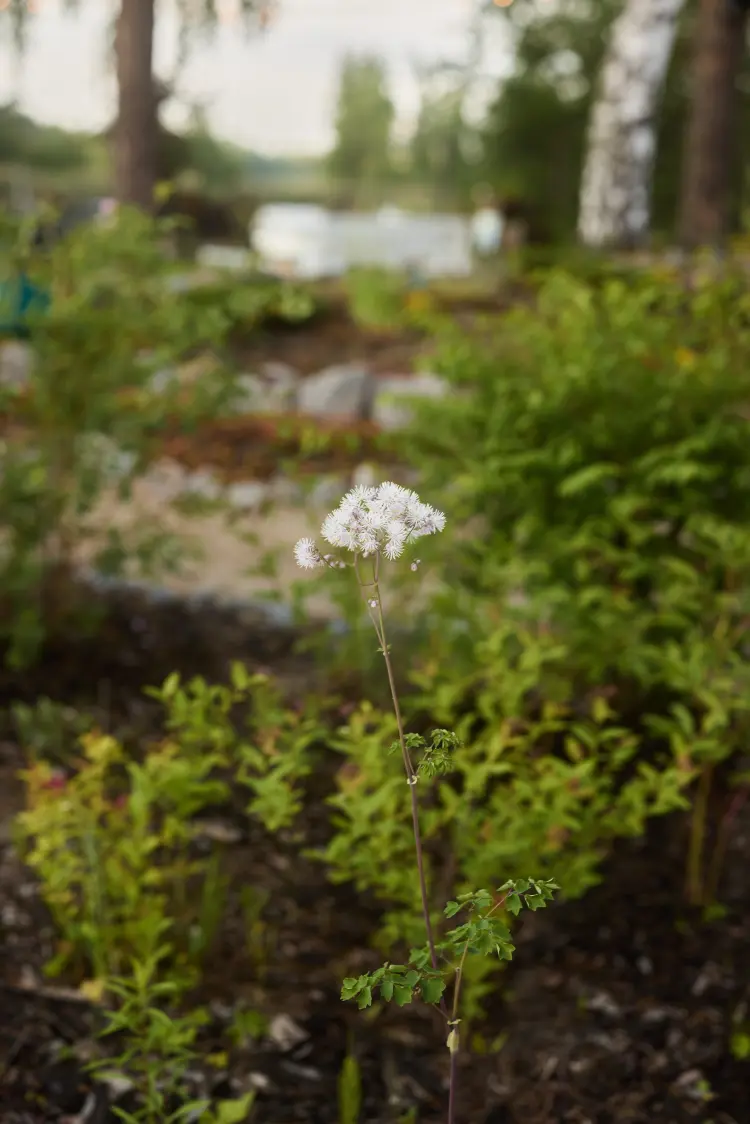 plantes fleurie pour jardin rocheux idées espèces faciles à entretenir