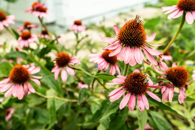 plantes pour rocaille plein soleil fleurs 