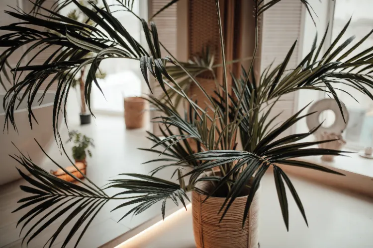 plantes tendance en 2025