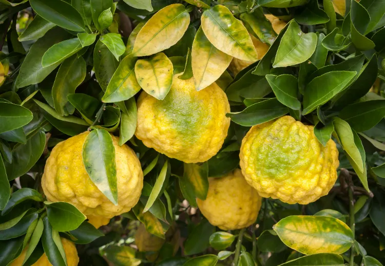 Pourquoi mes citrons ont-ils la peau bosselée,Pourquoi citrons ont-ils peau bosselée