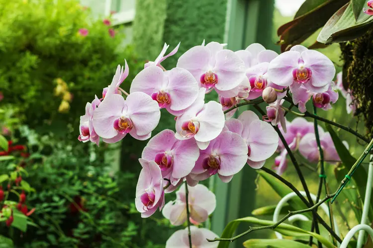 précautions avant d'arroser orchidée avec café