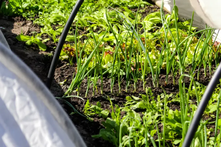 premiers légumes feuilles au jardin au printemps