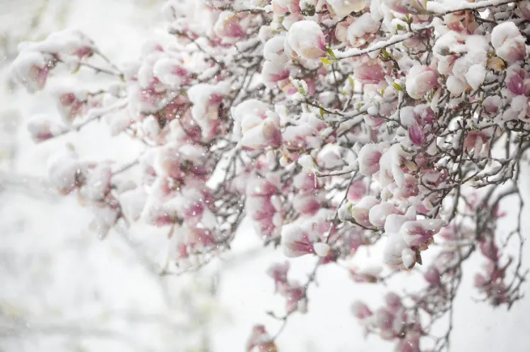 prendre soin du magnolia en hiver