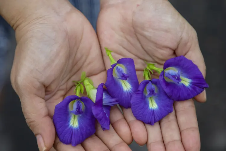 quand planter des pois de senteur 