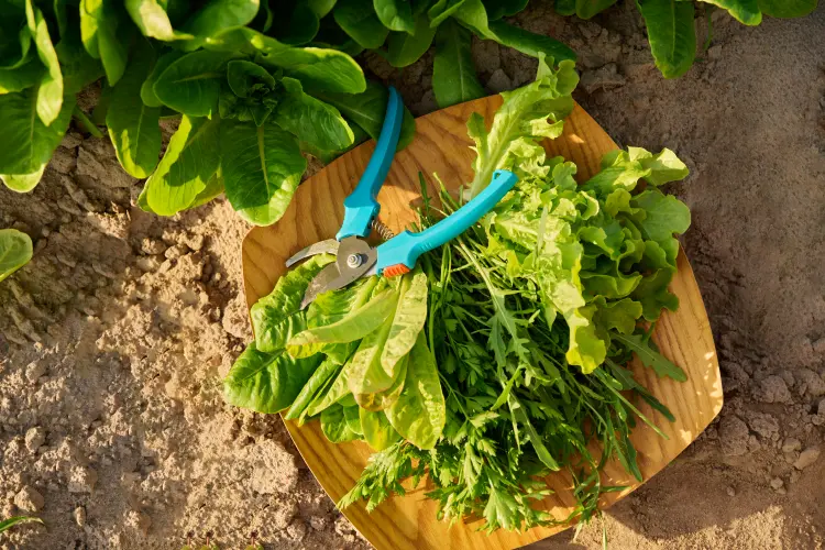 quand planter les légumes verts feuillus au jardin au printemps 