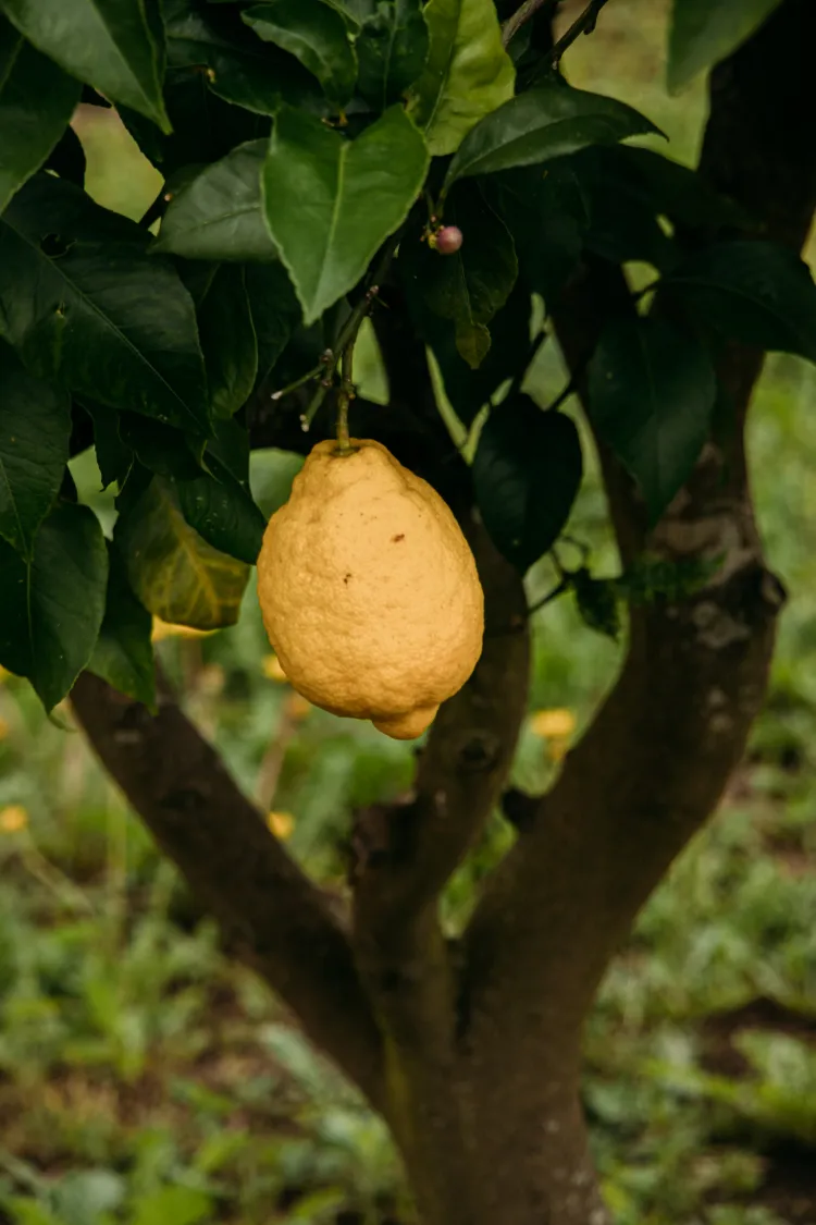 Pourquoi mes citrons ont-ils la peau bosselée,Pourquoi citrons ont-ils peau bosselée