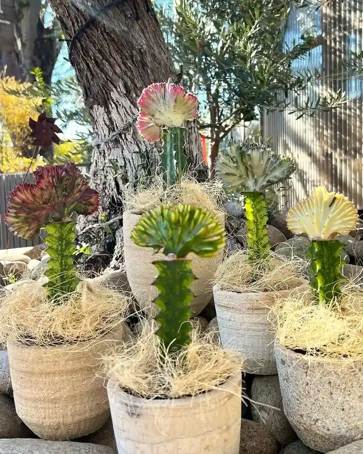 quel emplacement et quelle lumière pour que l'euphorbia lactea prospère bien