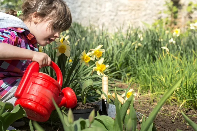 quel entretien pour les narcisses