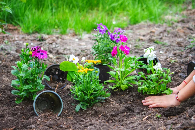 quelles fleurs planter en février pour une floraison en juin