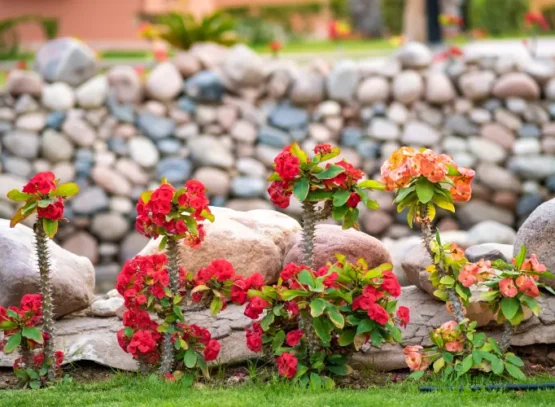 quelles fleurs pour rocaill au soleil espèces couvre sol fleuri bilanol envato
