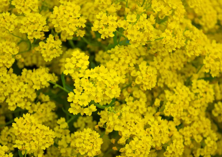 quelles fleurs pour rocaille au soleil alysse jaune 