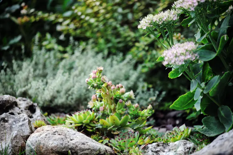 quelles fleurs pour rocaille au soleil jardin