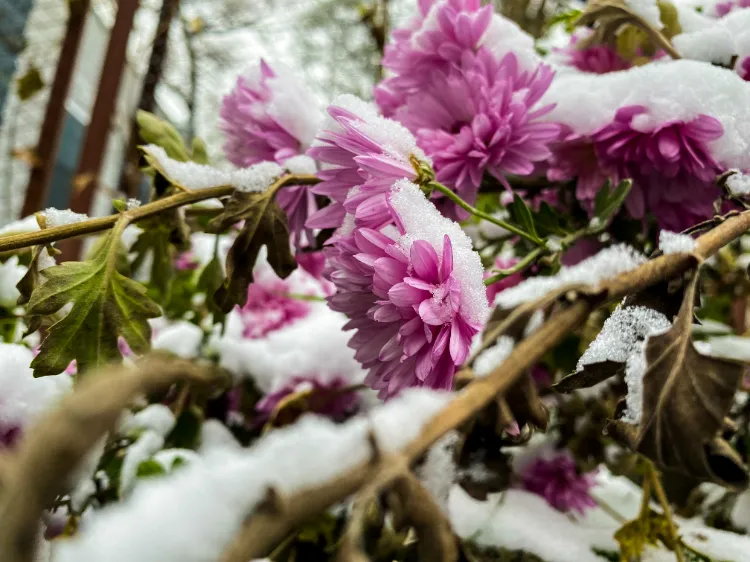 Fleurs de printemps à planter en janvier,Fleurs printemps planter janvier