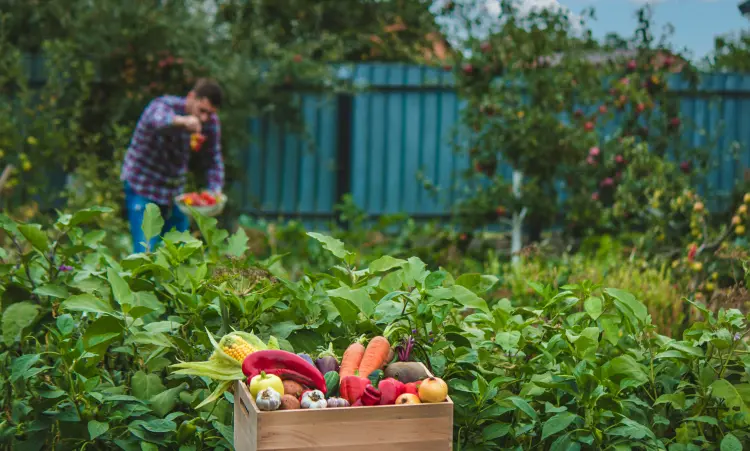 quels légumes pour commencer un carré potager faciles