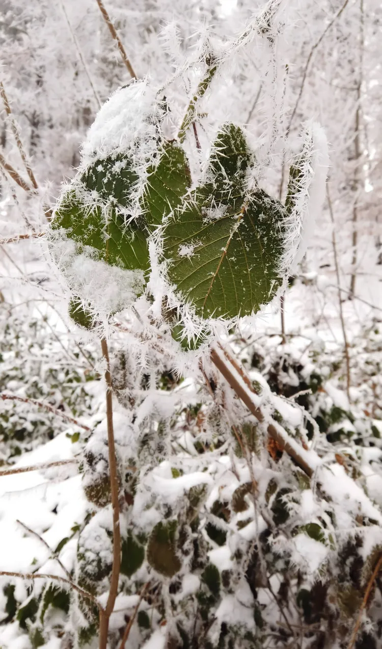 quels sont les bienfaits de la neige sur les plantes