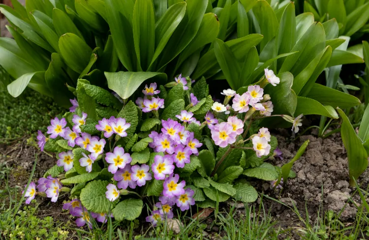 replanter la primevère au jardin