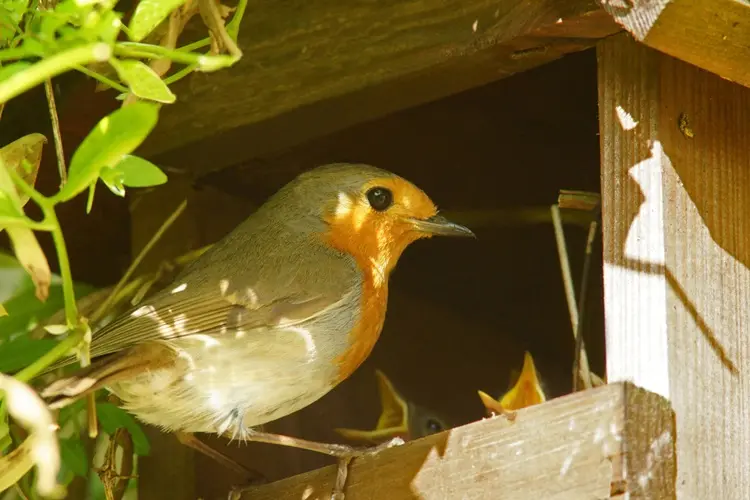 rouge gorge, nourriture préférée