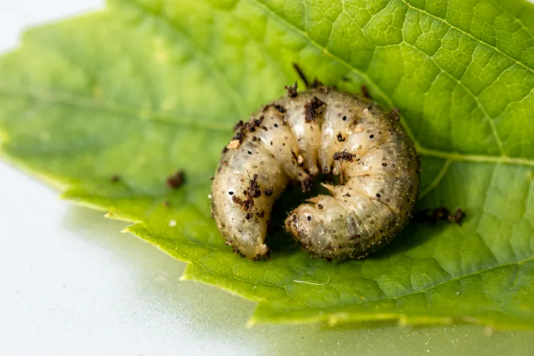 vers gris à chasser du jardin