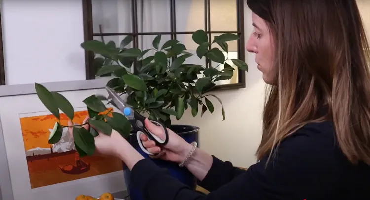 Comment Tailler un Calamondin en Pot