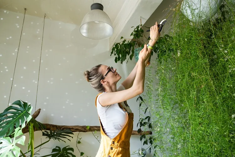 Comment bouturer de l'asparagus d'intérieur ?retombante