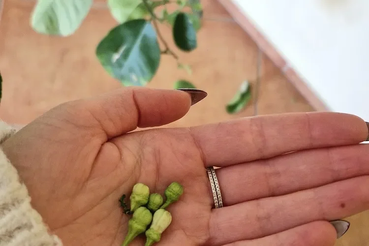 Comment éclaircir un citronnier