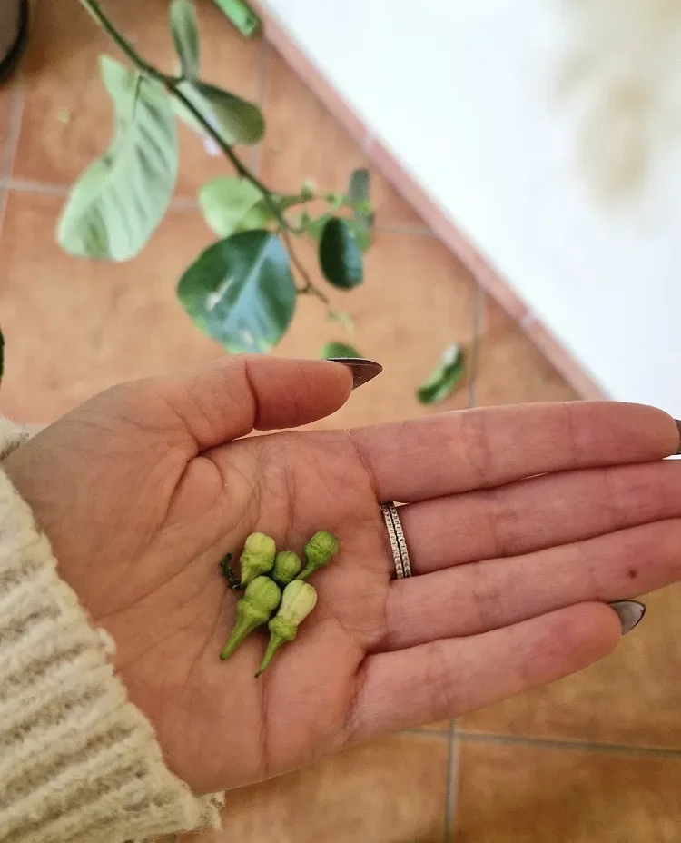 Comment éclaircir un citronnier