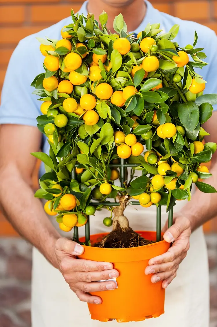 comment entretenir un calamondin en pot