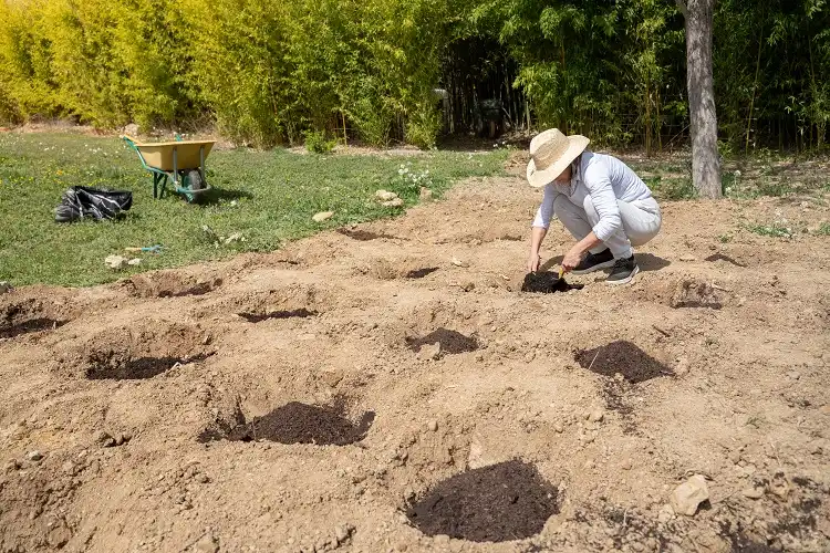 enrichir la terre de votre potager au printemps