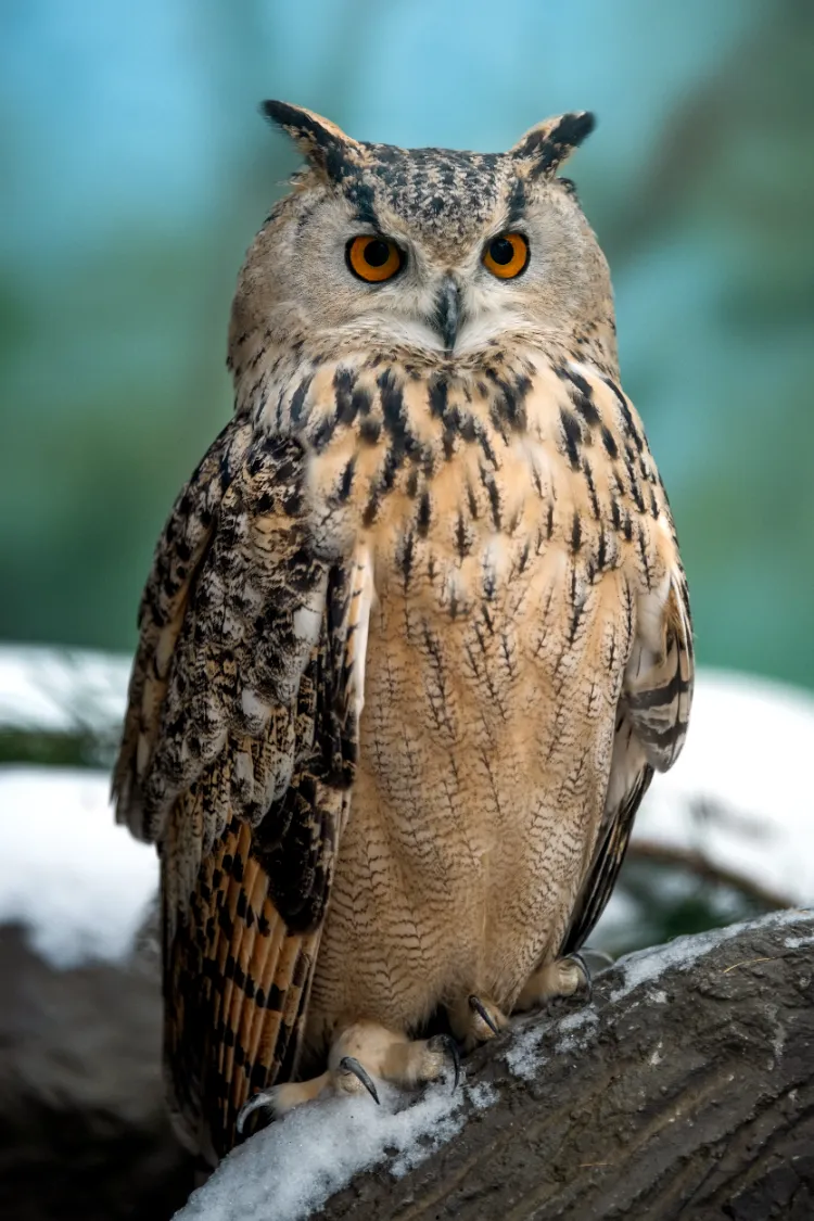 hibou grand duc fait partie des espèces d'oiseaux protégées en france