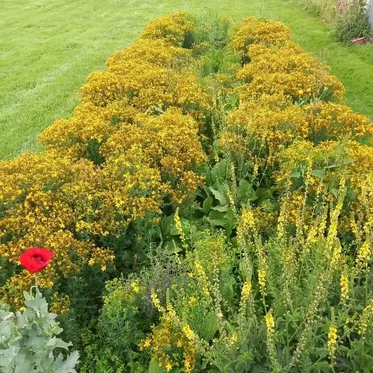 hypericum perforatum est une plante vivace à fleurs qui est idéale pour un jardin champêtre