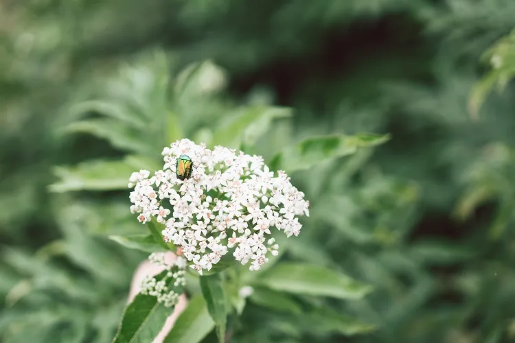 la berce du caucase est une fleur toxique qui se propage rapidement