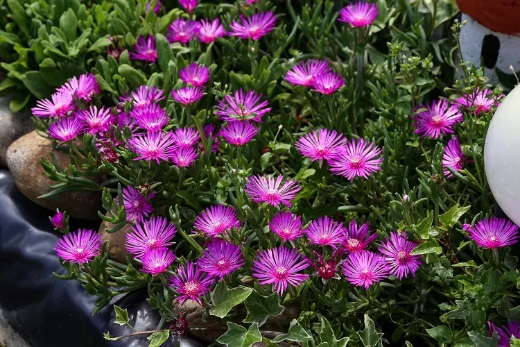 la griffe de sorcière est une fleur envahissante méditerranéenne très répandue