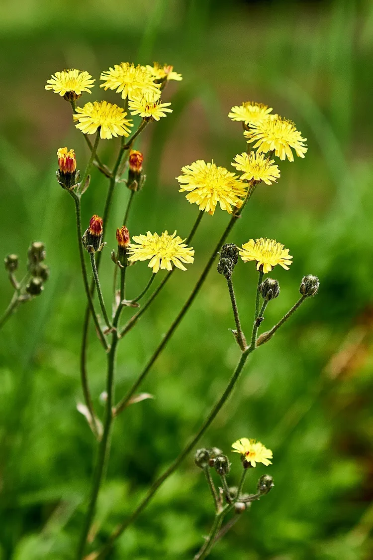 l’épervière piloselle est une fleur colonisante très difficile à contenir