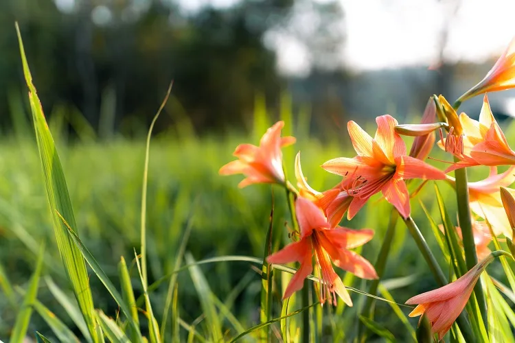 l’hémérocalle orange ou lys d'un jour est une fleur envahissante qui empêche les autres espèces de pousser