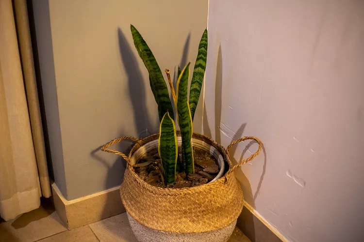 sansevieria est une plante ornementale parfaite pour purifier l'ail dans vos espaces de vie