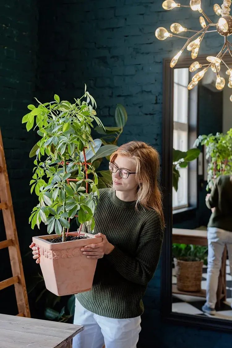 schefflera arboricola young woman taking care of the plants at home 2023 11 27 05 32 42 utc ilonadesperada