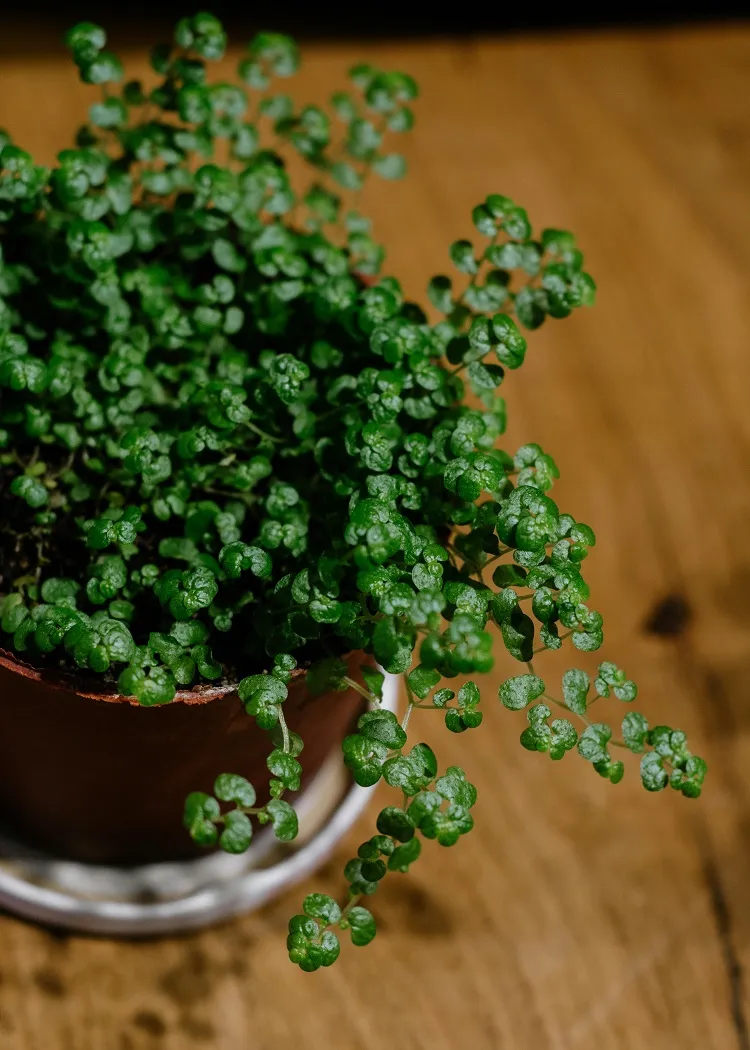 soleirolia soleirolii en pot à cultiver à l'intérieur