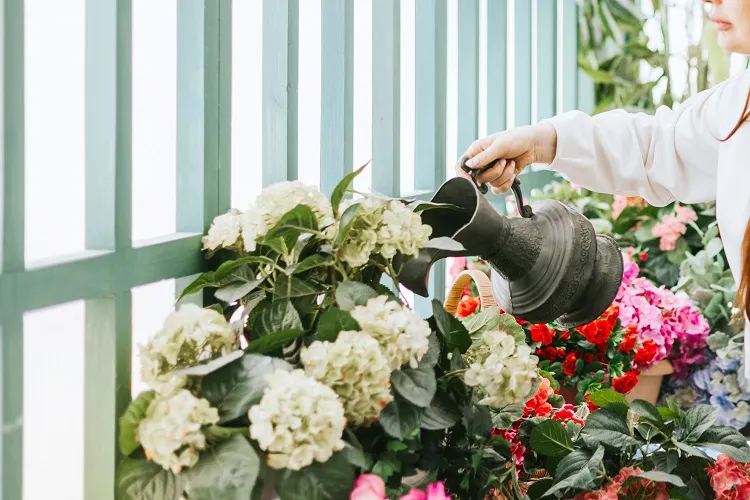 acide citrique pour les plantes l'arrosage des hortensias est bénéfique