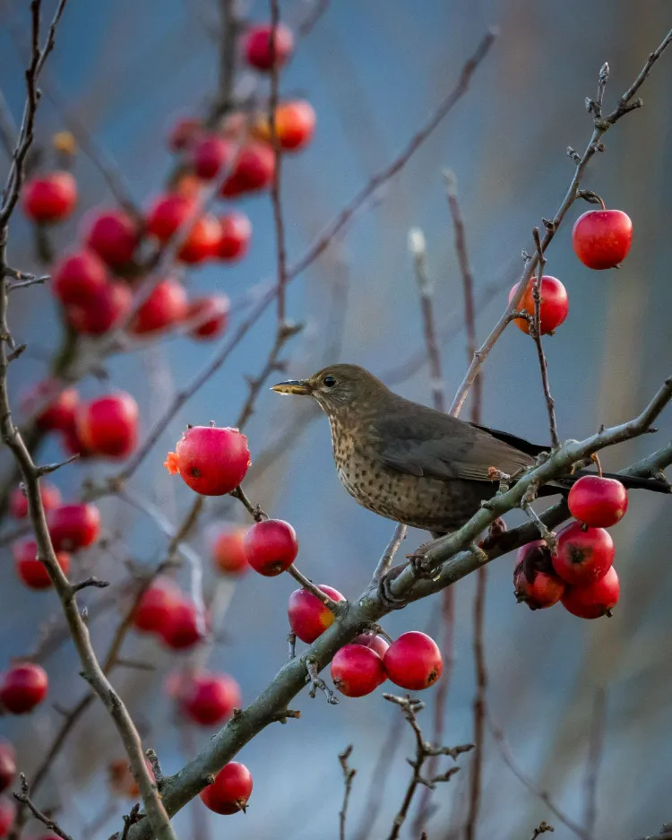 arbres à baies pour les oiseaux