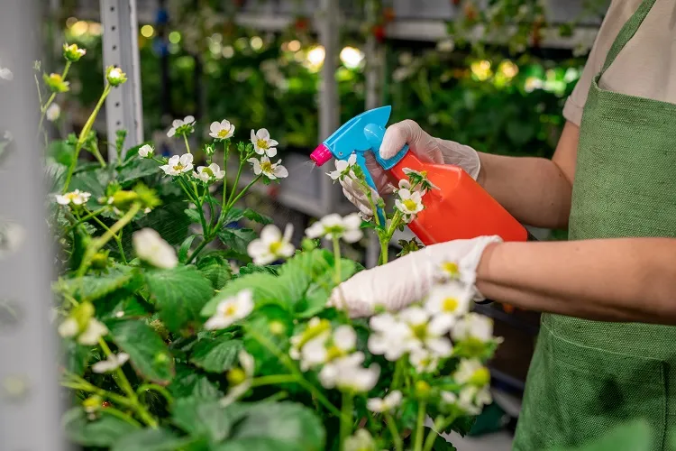 assurer une meilleure récolte de fraises grâce à l'acide citrique