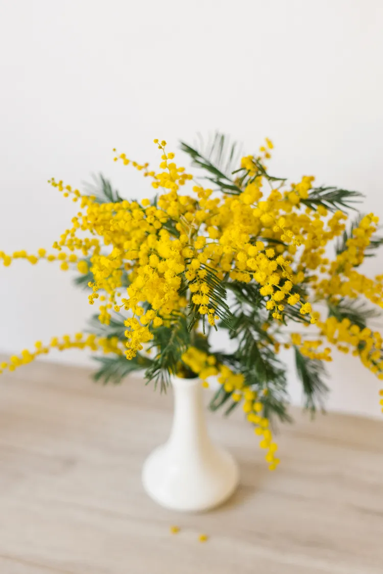 bouquet de mimosa à faire sécher dans un vase