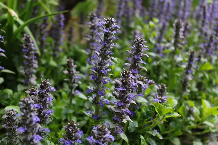 bugle rampante est une plante couvre sol qui s'étale rapidement