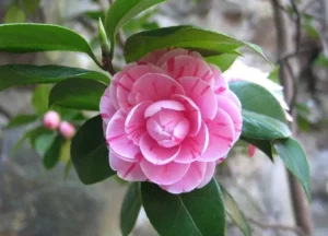 camélia, arbuste à fleurs roses et au feuillage persistant