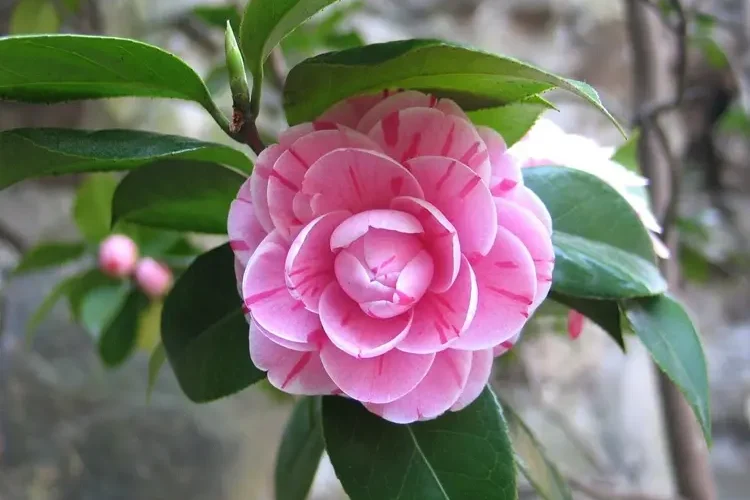 camélia, arbuste à fleurs roses et au feuillage persistant